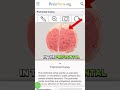 Freestyle Rap and Brain Science Quiz