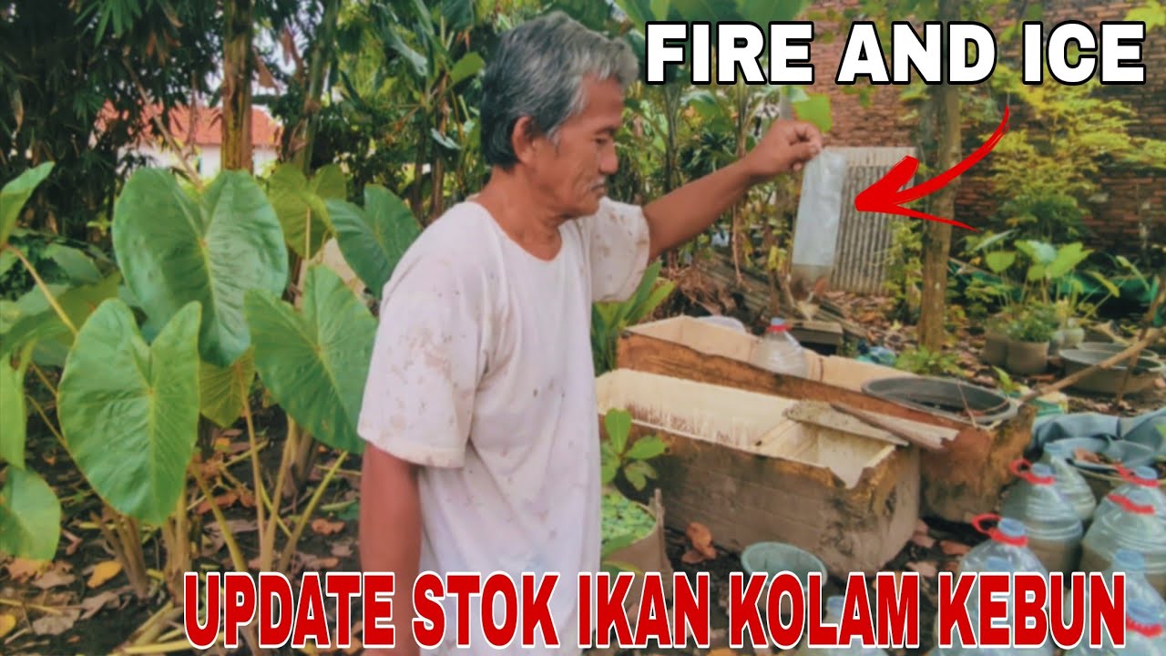 KONDISI KOLAM KEBUN BAPAK ‼️