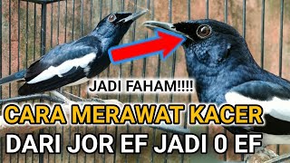 HASIL RAWATAN EF JK10 PS KROTO 2 KALI SEMINGGU | CARA MERAWAT KACER | DR KACER