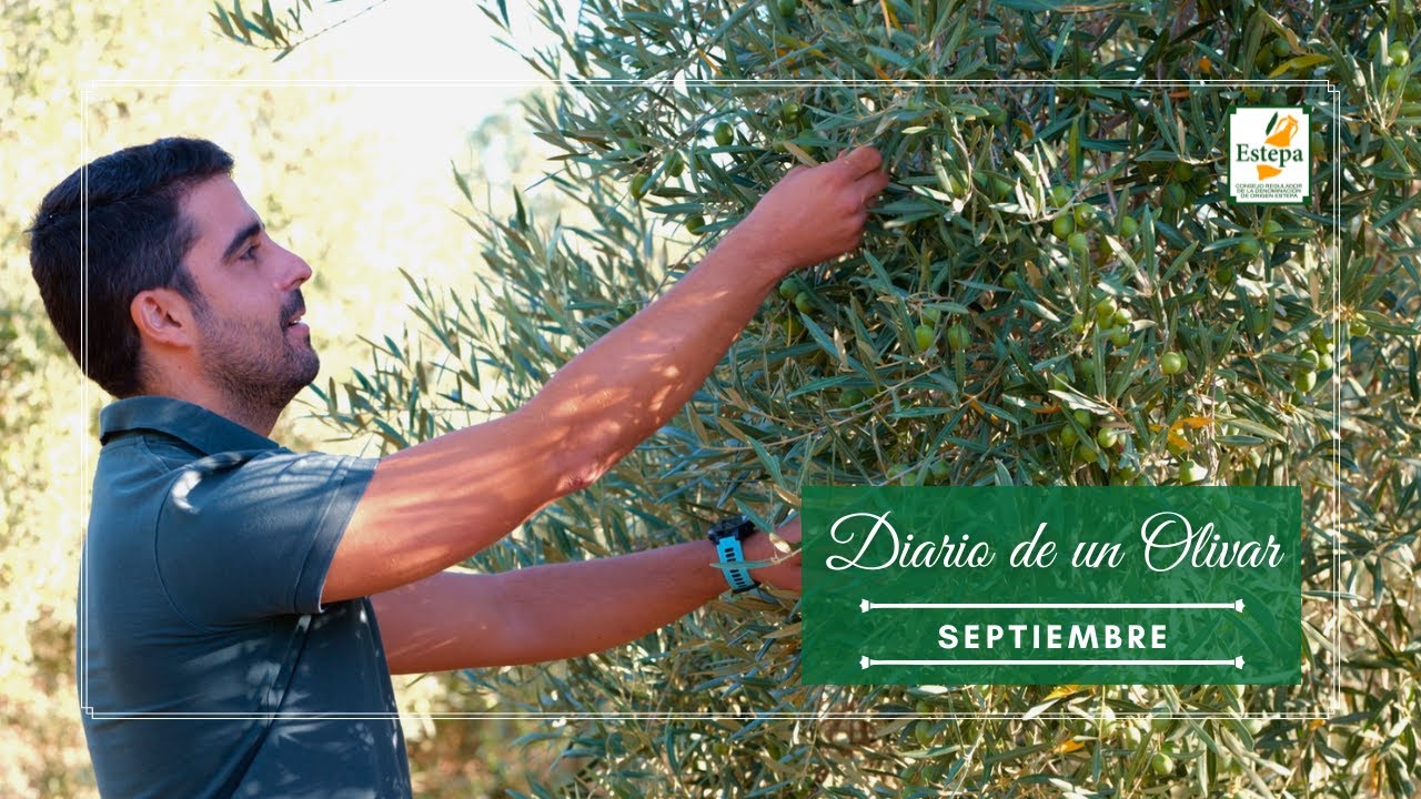 Diario de un Olivar - Septiembre