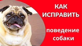 как исправить поведение собаки