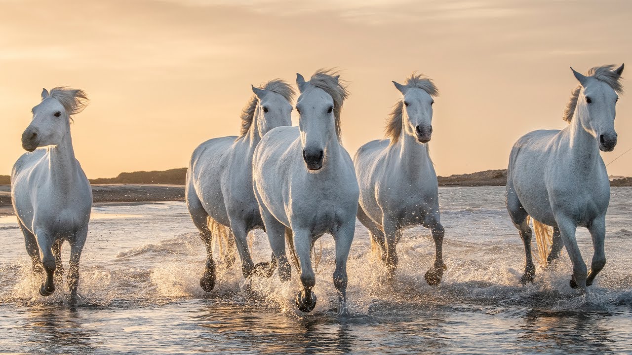 РАССЛАБЛЯЮЩАЯ МУЗЫКА - УСПОКАИВАЙТЕ РАЗУМ И СНИЖАЙ СТРЕСС С РЕЛАКСАЦИОННОЙ МУЗЫКОЙ И КРАСИВЫМИ 