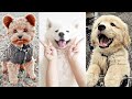 Aww Cute puppies 🐶 # 2 😻 | Funny Baby Dogs Videos 🤣 | TRY NOT TO LAUGH | Blush &amp; Laugh | 2021