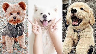 Aww Cute puppies 🐶 # 2 😻 | Funny Baby Dogs Videos 🤣 | TRY NOT TO LAUGH | Blush &amp; Laugh | 2021