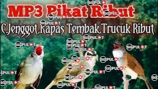 Lagi² R!But‼️,Cucak Jenggot,Kapas Tembak,Trucukan,Ampuh Untuk Pikat