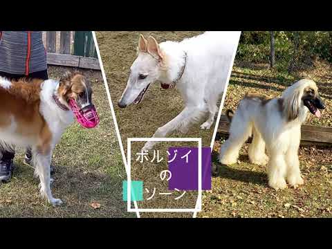 ボルゾイ 犬 の ソーン　ベル場オフ会当日　準備体操