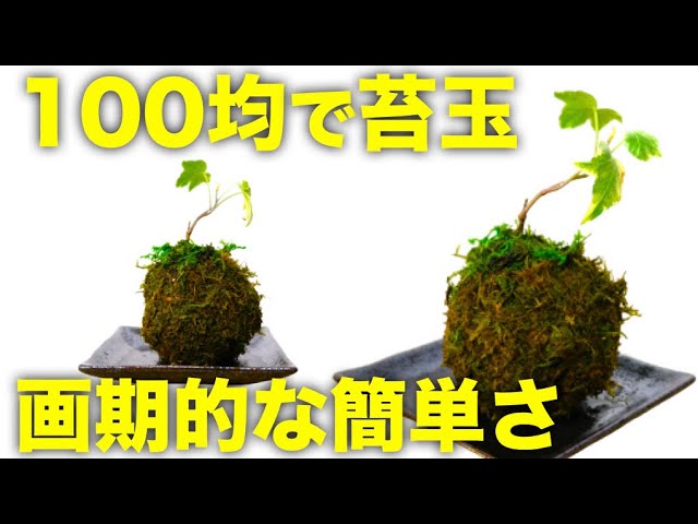 観葉植物 苔玉をほぼ100均グッズだけで作ってみたら画期的な簡単さだった Youtube