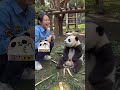Cute Panda #panda #pandas #shorts #shortvideo #youtubeshorts #trending #viral #animals #aipanda #fyp
