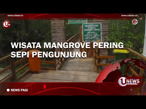 WISATA MANGROVE PERING SEPI PENGUNJUNG | U-NEWS