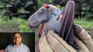 Lecture 4.4_Mammalian Mating Systems and Parental Investment