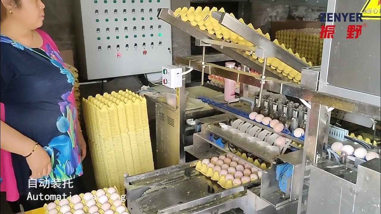 Zenyer 710C farm packer egg farm autopacking machine 10000 eggs/hour