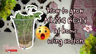 MUNG BEAN PLANTING | NhateL G