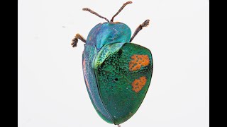 3D Macroscan Of Tortoise Beetle - Built In Reality Capture