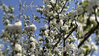 Однажды в мае - kyzkaa (альбом)