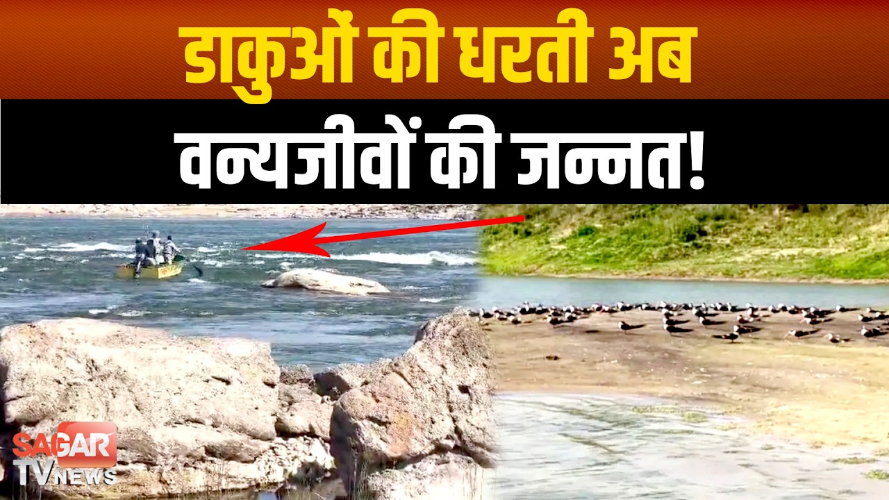 बीहड़ों में बजी खुशियों की बांसुरी,चंबल में गंगा डॉल्फिन,घड़ियाल और इंडियन स्कीमर की रिकॉर्ड बढ़ोतरी