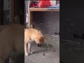 美味しいエサをぶら下げて働かせようとするも、あちらの方が一枚上手であった😇