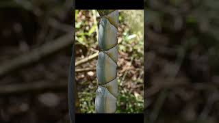 Mira Moso Bamboo (Phyllostachys edulis f. mira) the most beautiful magical bamboo