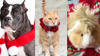 These adoptable pets want a home for the holidays