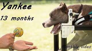 Super American Staffordshire Terrier - Julius K9 treadmill/sprint/high jump/wall climbing