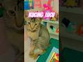 KUCING NYA IKUT FRAME 😭 #shorts #masyaallahtabarakallah #cat #kucinglucu
