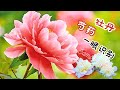 花の物语 37 分不清芍藥和牡丹 注意这几点轻松识別 区分牡丹芍药 芍药牡丹区別 花の物语 37 分不清芍藥和牡丹 注意这几点轻松识別 区分牡丹芍药 芍药牡丹区別