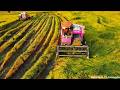 Professional Kubota DC108X Harvester Team Cropping Rice at Farm