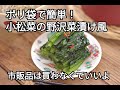 【小松菜・漬け物レシピ】もう市販品は買わなくていいよ。小松菜の野沢菜漬けの作り方