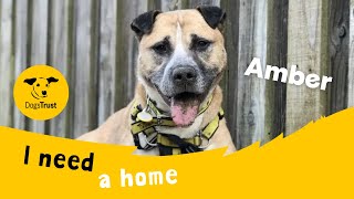 Amber the amazing Akita cross | Dogs Trust Ilfracombe