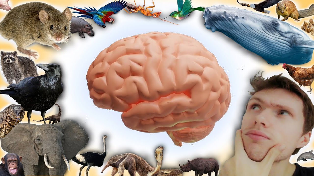 How Big Is Our Human Brain Compared To Animal Brains? - YouTube