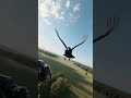 Smart Crow Camera in Action 🐦🎥 #Shorts