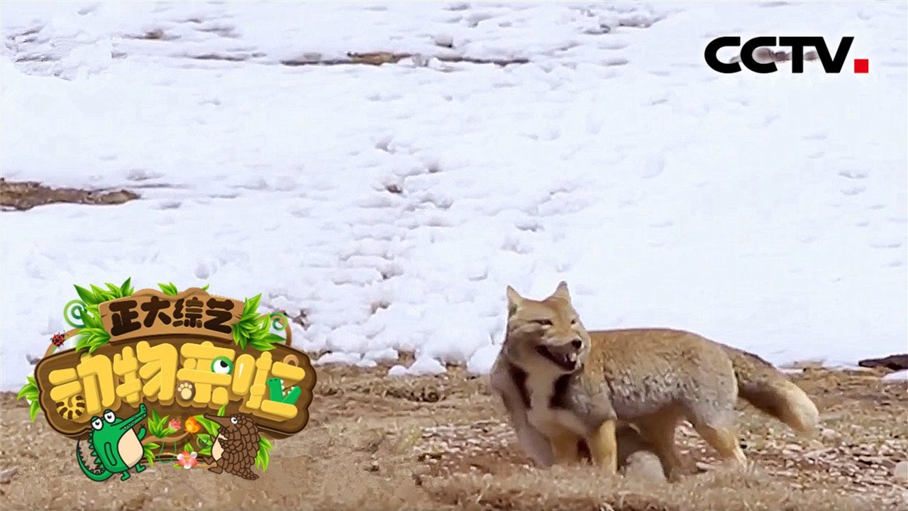 正大综艺 动物来啦 藏狐小时候脸是圆的为什么越长越方 Cctv Youtube