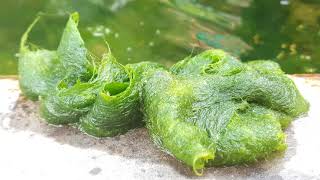 How to remove Blanket Weed from a Pond