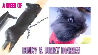 A week of Dinky's first year/ Dinky rabbit is nearly 1 year by Binky Bunny's Way 82 views 3 months ago 9 minutes, 8 seconds