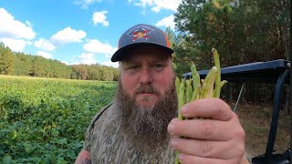 Harvesting FIELD PEAS on the Farm (Pick, Clean, Cook) BONUS Deer Hunt