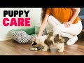 Shih tzu puppy care a complete guide for new owners