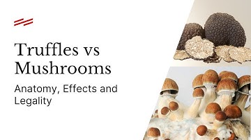 Truffles VS Mushrooms: What’s the Difference?