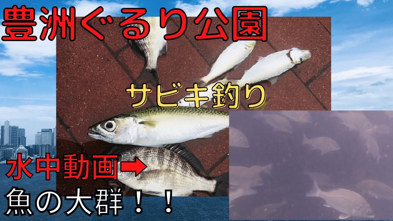 豊洲ぐるり公園でサビキ釣りでサバ コハダ 水中動画に魚群も ツリラボ