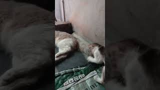 Kitty Play #pets #shortvideo