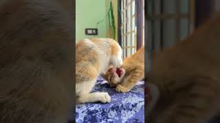 #🤣Exam# fail #cat#funny$ video #youtube #cat yt #studio ##