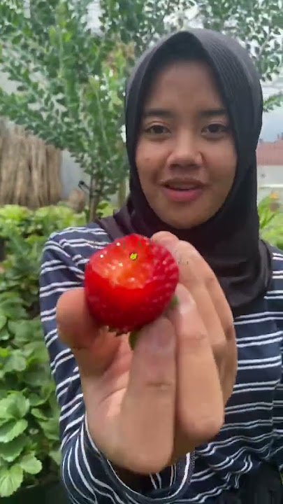 Mengenal Jenis-Jenis Strawberry Unggul di Kebun Bibitkemarinsore untuk Dataran Rendah & Tinggi