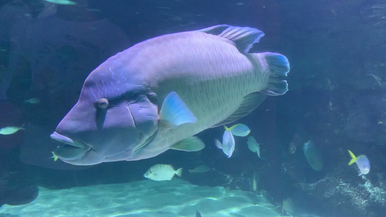 Enorme poisson, GIANT FISH