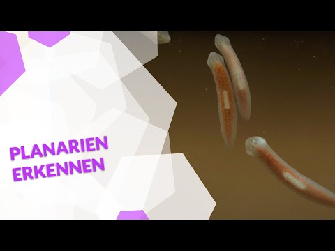 Video: Warum heißen Planarien und Egel Plattwürmer?