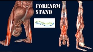 How to Forearm Stand Pincha Mayurasana Yoga GymnasticsMuscle Anatomy EasyFlexibility