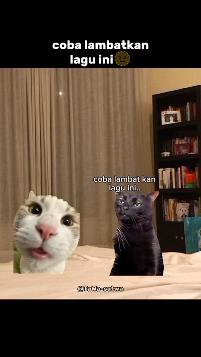Download lagu serem banget😳 #song #cat #catmemes #edit #vidio #sound #seram #horor #shorts #lawak #catlovers