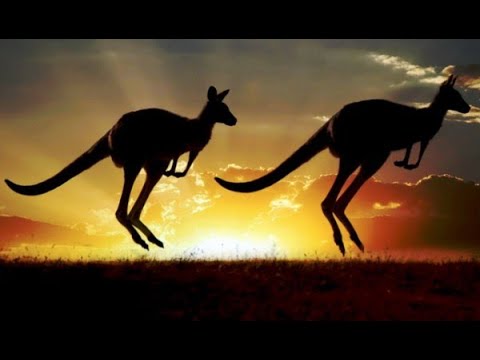 Video: Kako su kenguri dobili repove?