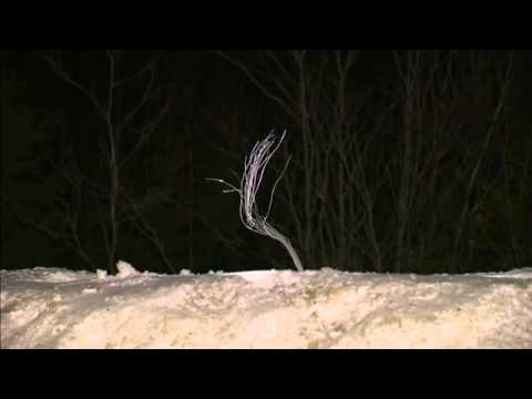 კანადაში Airbus А-320 ავარიულად დაეშვა