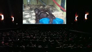 MONKE FALL THE MOVIE