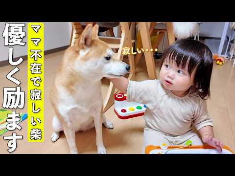 ママがいなくて寂しいと2歳児にアピールする柴犬がこちらです笑