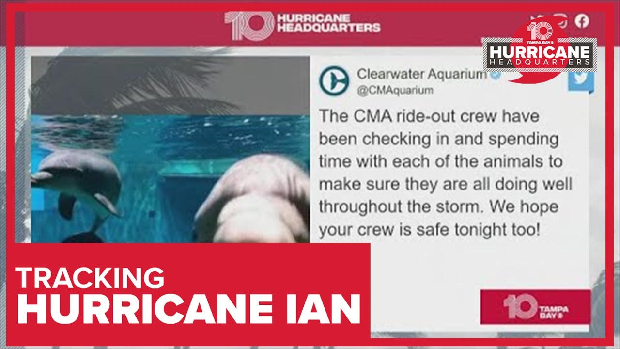 Clearwater Aquarium keeping the Dolphins, Otters and more safe during