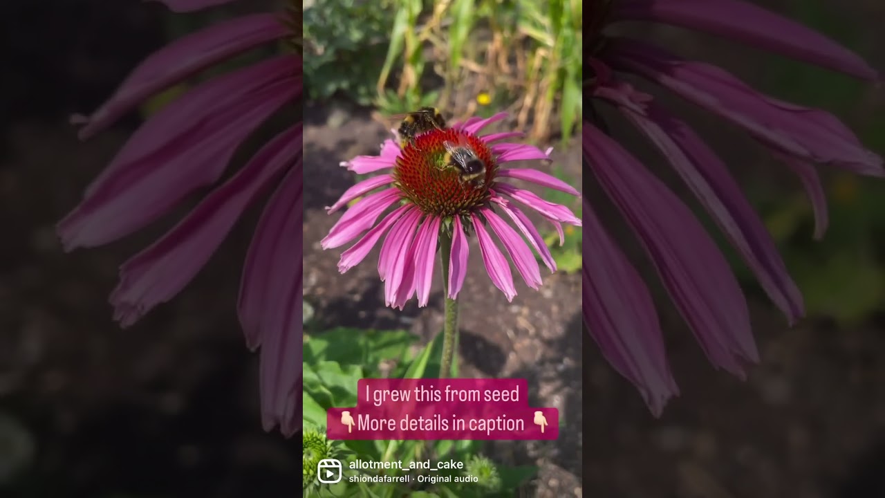 Grow perennials from seed